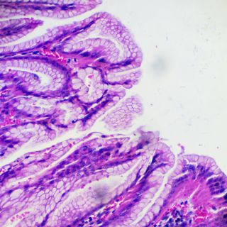 Regeneruje błony śluzowe