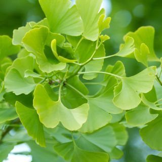 Ekstrakt z liści miłorzębu japońskiego (Ginkgo biloba)